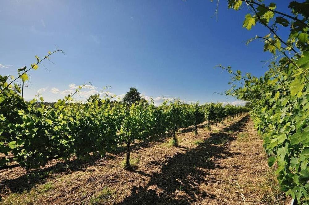 Agriturismo Casale Contessa Montebuono  ภายนอก รูปภาพ